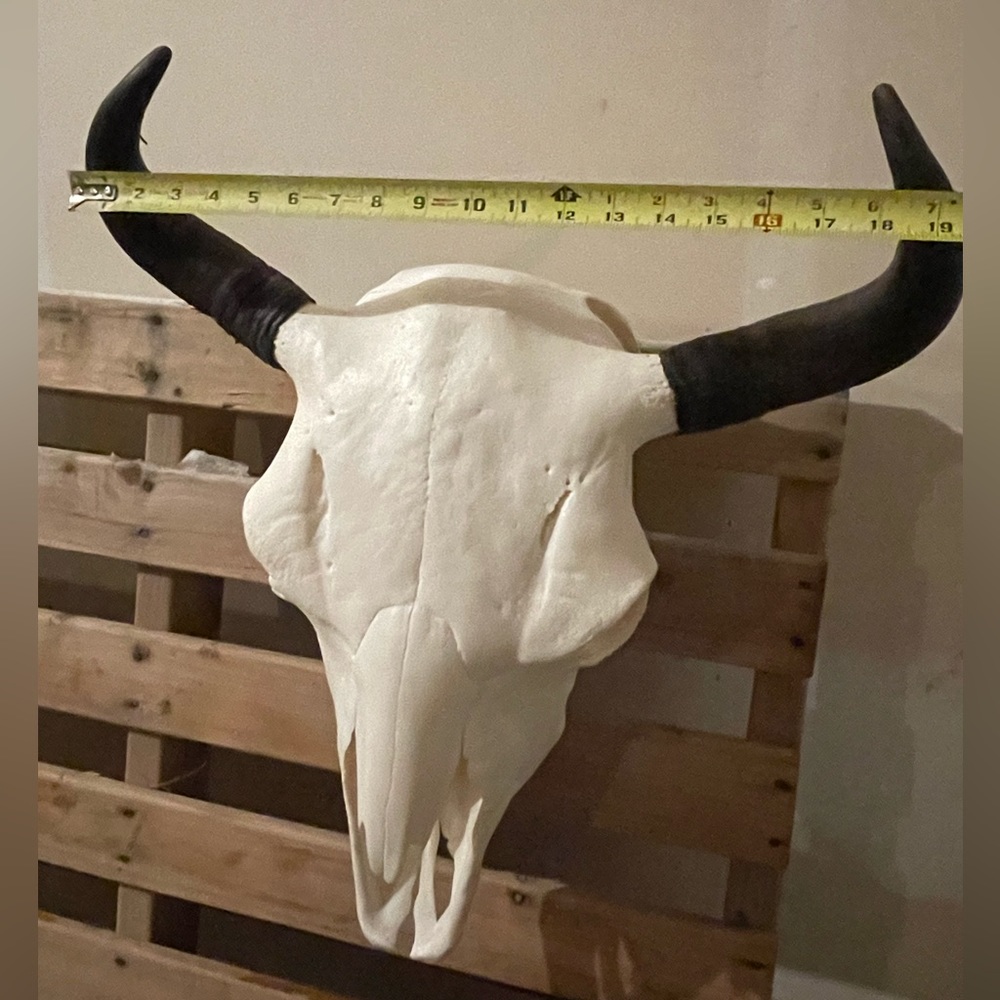 ✨💀 Buffalo skull euro mount - Picture 4 of 8
